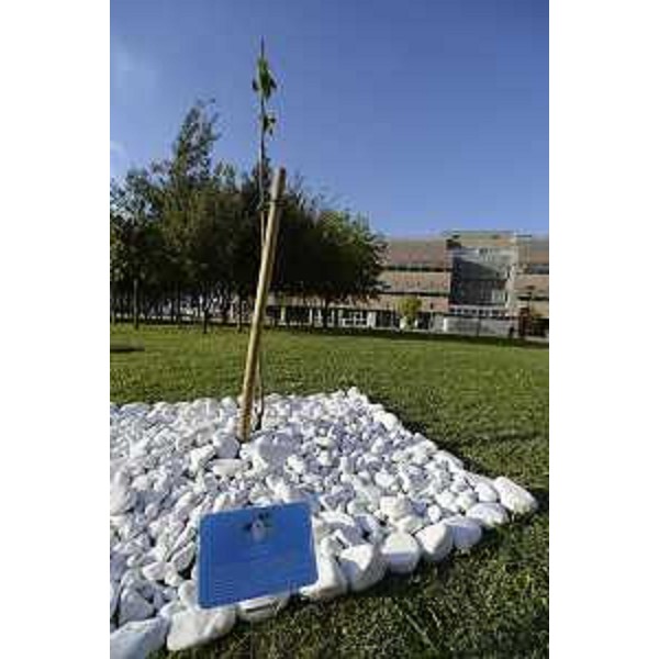 L'albero piantumato a ricordo delle vittime dellamianto - Monfalcone 29/09/2017