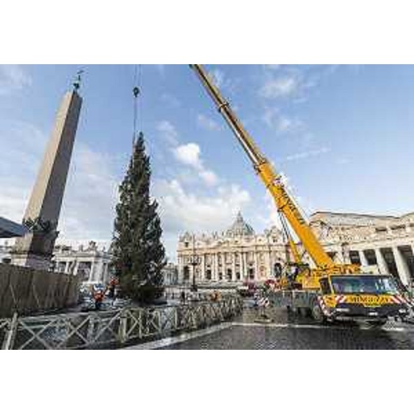 L'issaggio in piazza San Pietro dell'abete del Cansiglio destinato al Papa