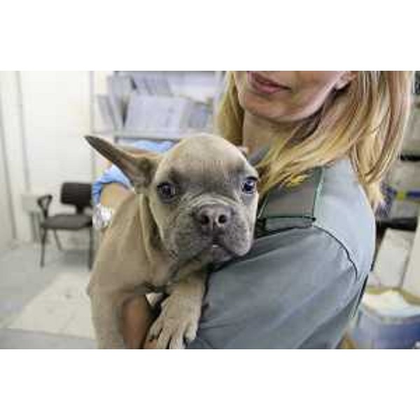 Gli animali oggetto dell'indagine sul traffico illecito