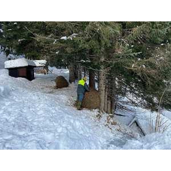 La consegna degli alimenti per gli animali in difficoltà a causa delle forti nevicate. - La consegna degli alimenti per gli animali in difficoltà a causa delle forti nevicate.