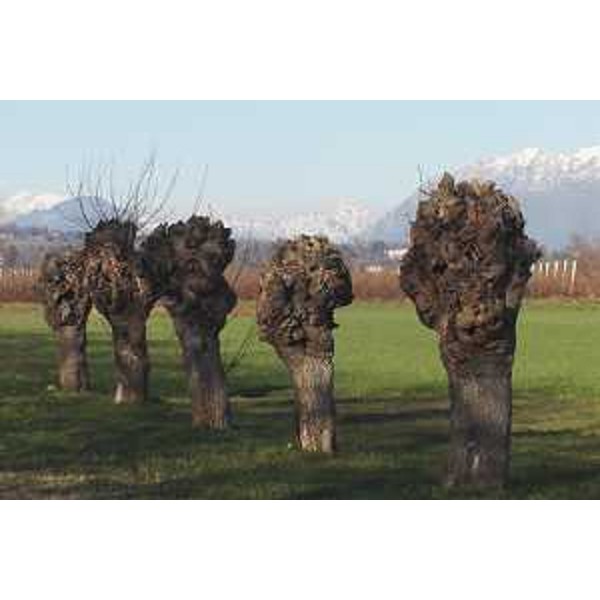 Fagagna (Udine): gelsi e Monti Amariana e Sernio innevati sullo sfondo. Foto: Archivio del Corpo forestale regionale - Marco Pradella