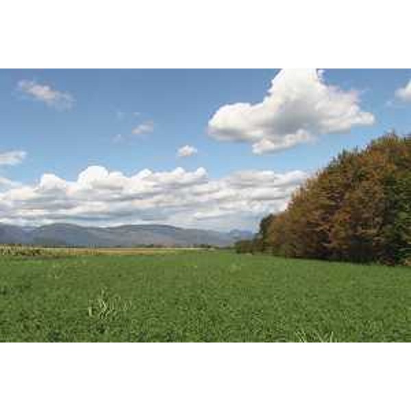 Maniago (Pordenone): erbaio in Cossana e la dorsale del Monte Valinis-Ciaurlec sullo sfondo. Foto: Archivio del Corpo forestale regionale - Marco Pradella