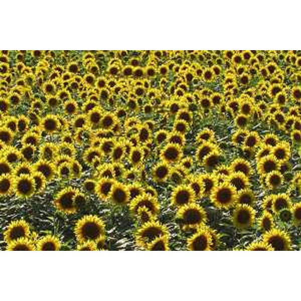 Campo di girasoli. Foto: Archivio del Corpo forestale regionale - Marco Pradella