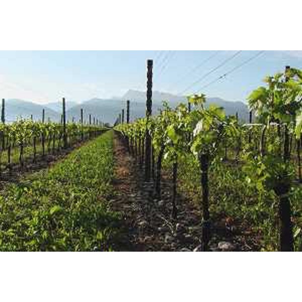 Vivaro (Pordenone): un nuovo vigneto sul conoide del Cellina, con Monte Jouf e Monte Raut sullo sfondo. Foto: Archivio del Corpo forestale regionale - Marco Pradella