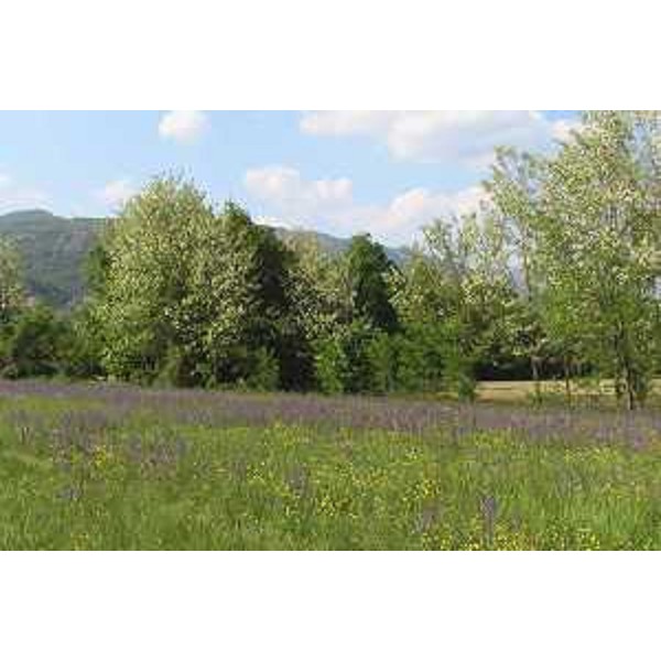 Caneva (Pordenone): prato a Salvia glutuinosa e siepi di Robinia in fioritura; sullo sfondo la Dorsale del Cansiglio. Foto: Archivio del Corpo forestale regionale - Marco Pradella
