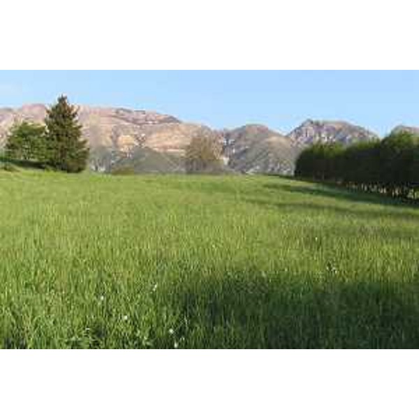 Aviano (Pordenone): prato sulla Collina di Giais, verso Pala Fontana e Monte di Mezzo. Foto: Archivio del Corpo forestale regionale - Marco Pradella