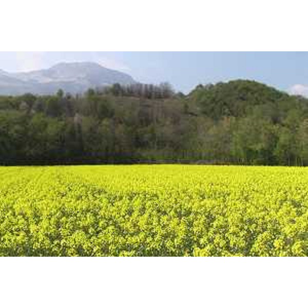 Montereale Valcellina (Pordenone): campo di colza, Collina di Grizzo e Pala d'Altei. Foto: Archivio del Corpo forestale regionale - Marco Pradella
