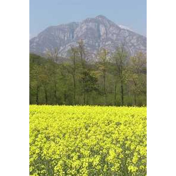 Montereale Valcellina (Pordenone): campo di colza a Grizzo (Frazione di Montereale) e Monte Fara. Foto: Archivio del Corpo forestale regionale - Marco Pradella