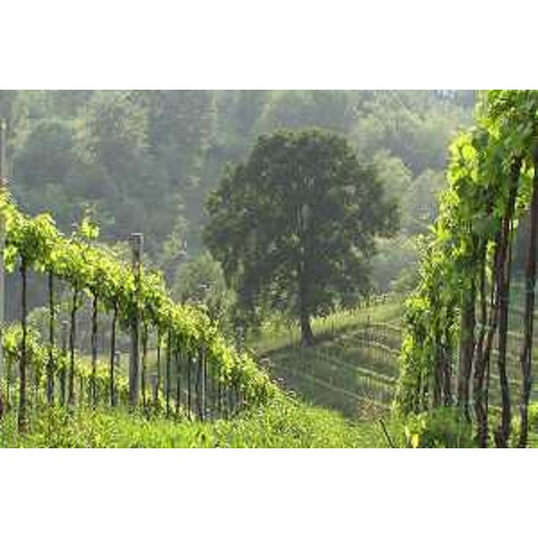 Caneva (Pordenone): un grosso Bagolaro fra i vigneti di collina. Foto: Archivio del Corpo forestale regionale - Marco Pradella 