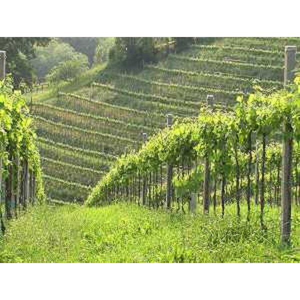 Vigneti in collina a Caneva (Pordenone). Foto: Archivio del Corpo forestale regionale - Marco Pradella 
