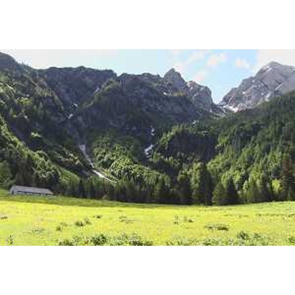 Claut (Pordenone): fioritura di Trollius europeus (Botton d'oro) sul pascolo di Senons, verso le Caserine e la Forcella del Pedole. Foto: Archivio del Corpo forestale regionale - Marco Pradella