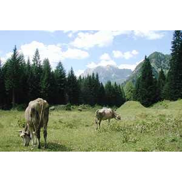 Claut (Pordenone), Val settimana: vacche al pascolo in Senons, con il Monte Pramaggiore. Foto: Archivio del Corpo forestale regionale - Marco Pradella 