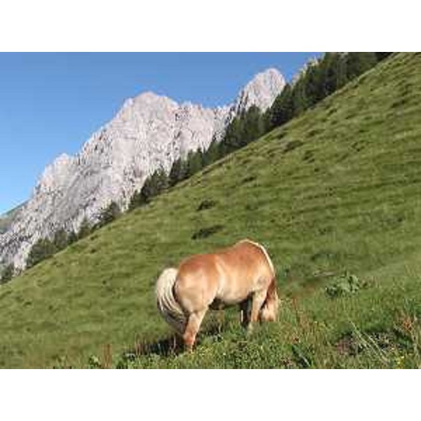 Forni Avoltri (Udine): cavallo al pascolo in Morareto, verso i Monti di Volaia. Foto: Archivio del Corpo forestale regionale - Marco Pradella