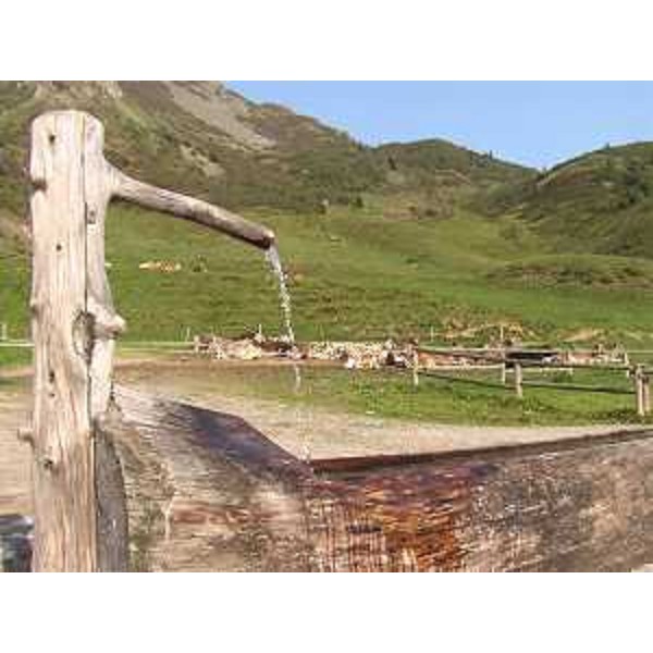 Paluzza (Udine): fontana con abbeveratoio e vacche in recinto a Malga Pramosio. Foto: Archivio del Corpo forestale regionale - Marco Pradella