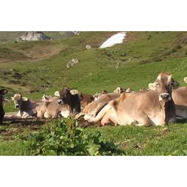 Paluzza (Udine): vacche prima della mungitura a Malga Pramosio. Foto: Archivio del Corpo forestale regionale - Marco Pradella