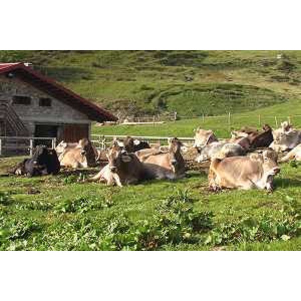 Paluzza (Udine): vacche prima della mungitura a Malga Pramosio. Foto: Archivio del Corpo forestale regionale - Marco Pradella