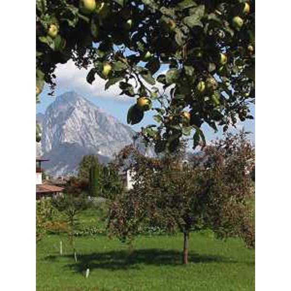 Verzegnis (Udine): alberi di mele e il Monte Amariana sullo sfondo. Foto: Archivio del Corpo forestale regionale - Marco Pradella