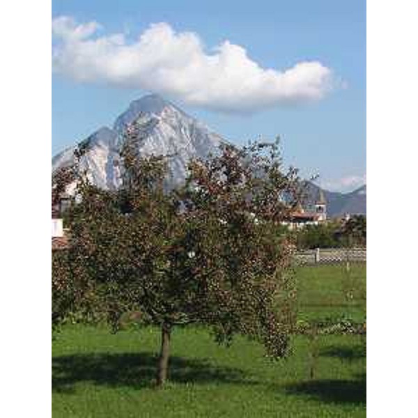 Verzegnis (Udine): albero di mele e il Monte Amariana sullo sfondo. Foto: Archivio del Corpo forestale regionale - Marco Pradella