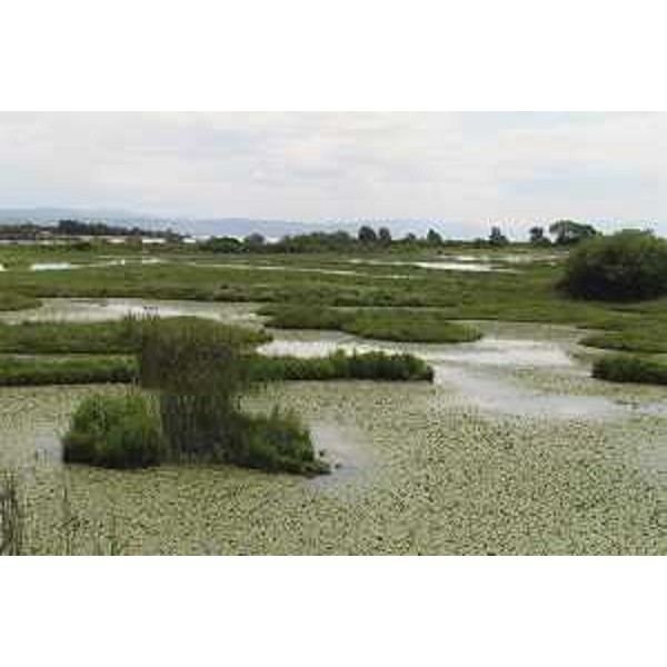 Ambiente palustre all'Isola della Cona - Riserva naturale regionale della Foce dell'Isonzo. Foto: Archivio del Corpo forestale regionale - Marco Pradella