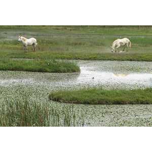 Cavalli bradi di Razza Camargue all'Isola della Cona - Riserva naturale regionale della Foce dell'Isonzo. Foto: Archivio del Corpo forestale regionale - Marco Pradella
