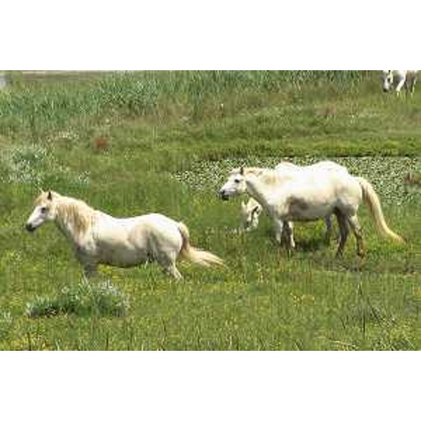 Cavalli bradi di Razza Camargue all'Isola della Cona - Riserva naturale regionale della Foce dell'Isonzo. Foto: Archivio del Corpo forestale regionale - Marco Pradella