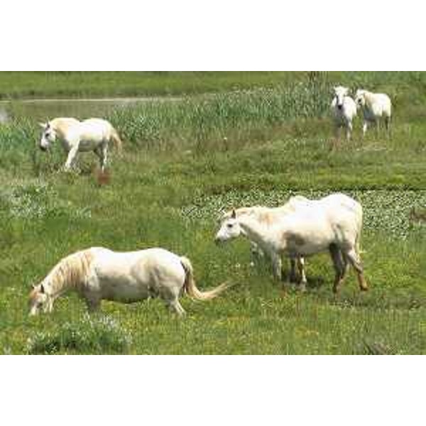 Cavalli bradi di Razza Camargue all'Isola della Cona - Riserva naturale regionale della Foce dell'Isonzo. Foto: Archivio del Corpo forestale regionale - Marco Pradella