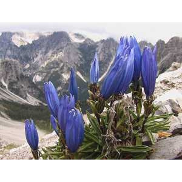 Forni di Sopra (Udine): Gentiana froelichii ssp. zenarii a Forcella dell'Inferno. Foto: Archivio del Corpo forestale regionale - Marco Pradella