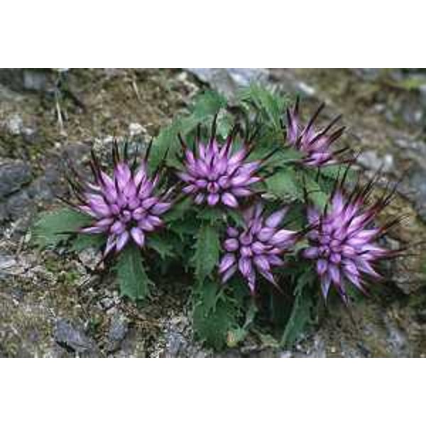 Physoplexis comosa, anche detto Raponzolo di roccia. Foto: Archivio del Corpo forestale regionale - Marco Pradella