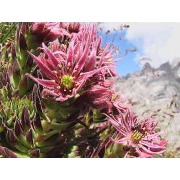 Sempervivum sp. sul Monte Floriz e la Creta da Chianevate sullo sfondo. Foto: Archivio del Corpo forestale regionale - Marco Pradella