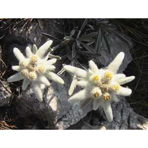 Leontopodium alpinum, Stella alpina. Foto: Archivio del Corpo forestale regionale - Marco Pradella