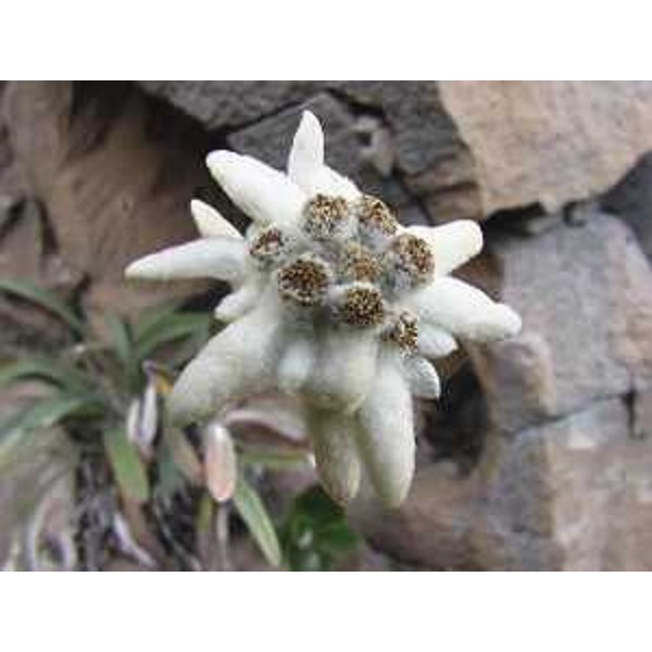 Leontopodium alpinum, Stella alpina. Foto: Archivio del Corpo forestale regionale - Marco Pradella