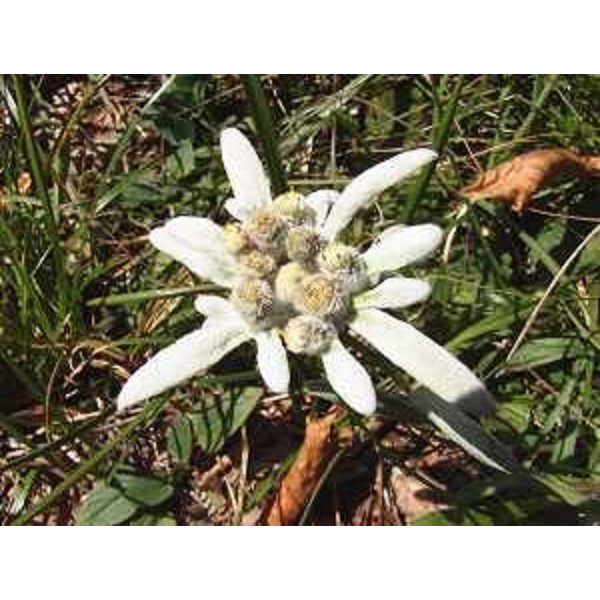 Leontopodium alpinum, Stella alpina, Foto: Archivio del Corpo forestale regionale - Marco Pradella