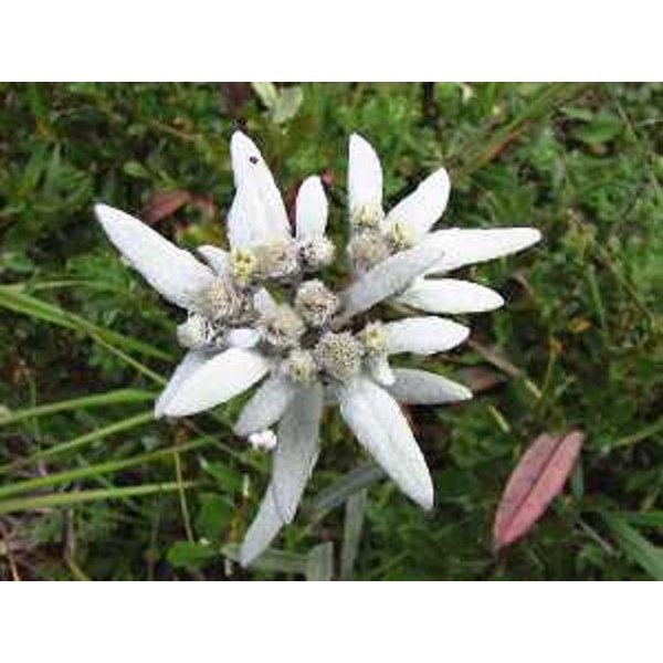 Leontopodium alpinum, Stella alpina, Foto: Archivio del Corpo forestale regionale - Marco Pradella
