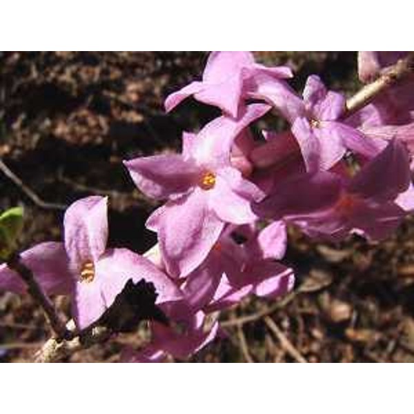 Daphne mezereum o Fior di stecco. Foto: Archivio del Corpo forestale regionale - Marco Pradella