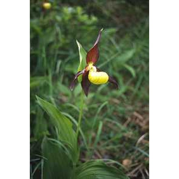 Cypripedium calceolus, Orchidea detta anche Scarpetta della Madonna. Foto: Archivio del Corpo forestale regionale - Marco Pradella