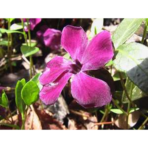 Vinca minor, Pervinca. Foto: Archivio del Corpo forestale regionale - Marco Pradella