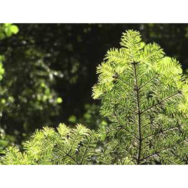 Rametto di Abete bianco in controluce. Foto: Archivio del Corpo forestale regionale - Marco Pradella