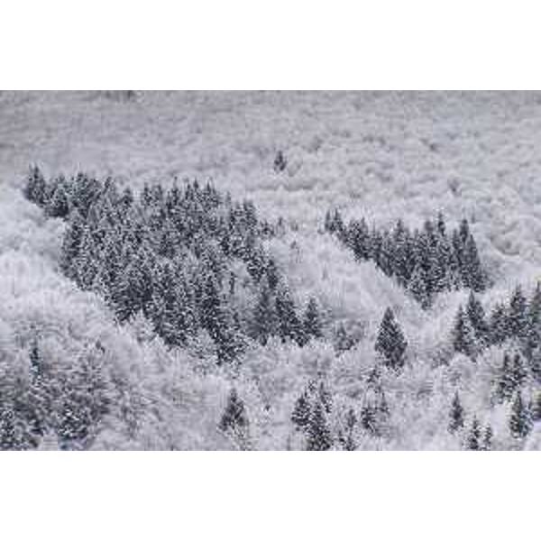 Barcis (Pordenone) in Valcellina: Faggi ed Abeti rossi del Bosco Montelonga dopo una nevicata. Foto: Archivio del Corpo forestale regionale - Marco Pradella