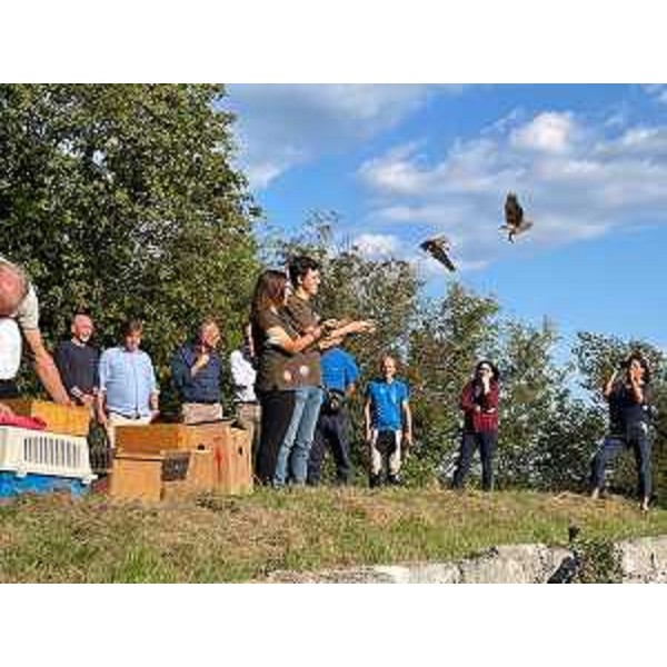 I volontari liberano altri volatili sulle terrazze verdi sopra Forgaria nel Friuli (Udine) - I volontari liberano altri volatili sulle terrazze verdi sopra Forgaria nel Friuli (Udine)