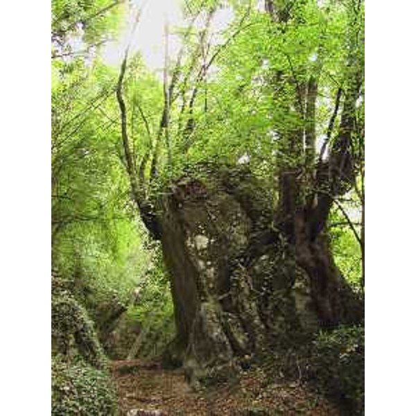 Forgaria nel Friuli (Udine): caratteristico passaggio del "Troi di Meni" con ceppaia di Carpino nero. Foto: Archivio del Corpo forestale regionale - Marco Pradella