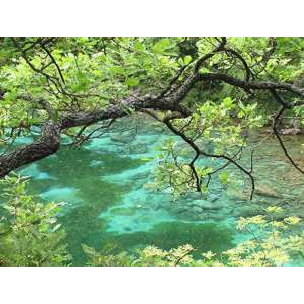 Forgaria nel Friuli (Udine): Roverella contorta si sporge sul Lago di Cornino. Foto: Archivio del Corpo forestale regionale - Marco Pradella