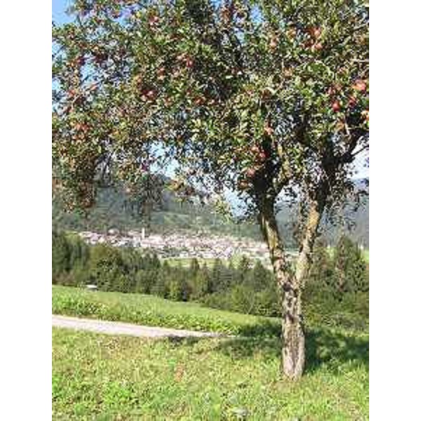 Raveo (Udine) in Val Degano, Carnia: un melo e il Paese sullo sfondo. Foto: Archivio del Corpo forestale regionale - Marco Pradella