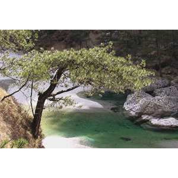 Tramonti di Sopra (Pordenone): Pino nero e pozze del Canal di Meduna. Foto: Archivio del Corpo forestale regionale - Marco Pradella