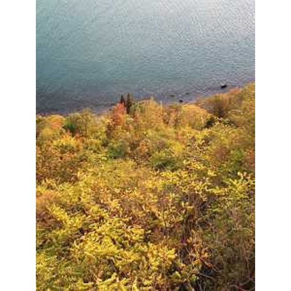 Duino-Aurisina (Trieste):vegetazione a picco sul mare a lato della Strada Costiera Triestina. Foto: Archivio del Corpo forestale regionale - Marco Pradella