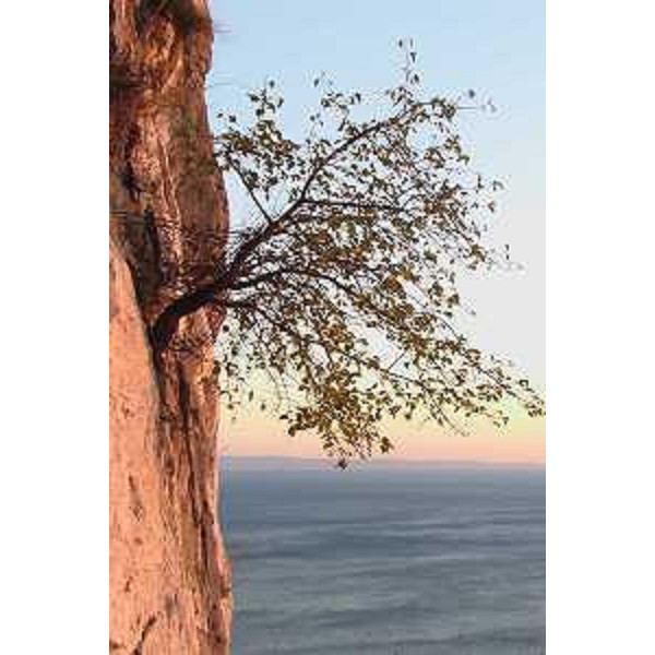 Arbusto a strapiombo sul mare lungo la Strada Costiera Triestina. Foto: Archivio del Corpo forestale regionale - Marco Pradella