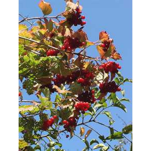 Frutti del Viburnum opalus, anche detto Pallon di maggio. Foto: Archivio del Corpo forestale regionale - Marco Pradella