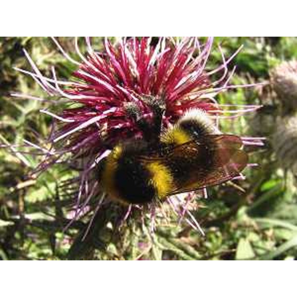 Bombide su una Centaurea. Foto: Archivio del Corpo forestale regionale - Marco Pradella