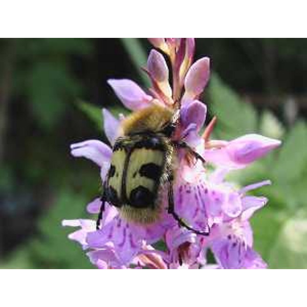 Coleottero su un'Orchidea (Orchis sp.) a 1500 m. Foto: Archivio del Corpo forestale regionale - Marco Pradella