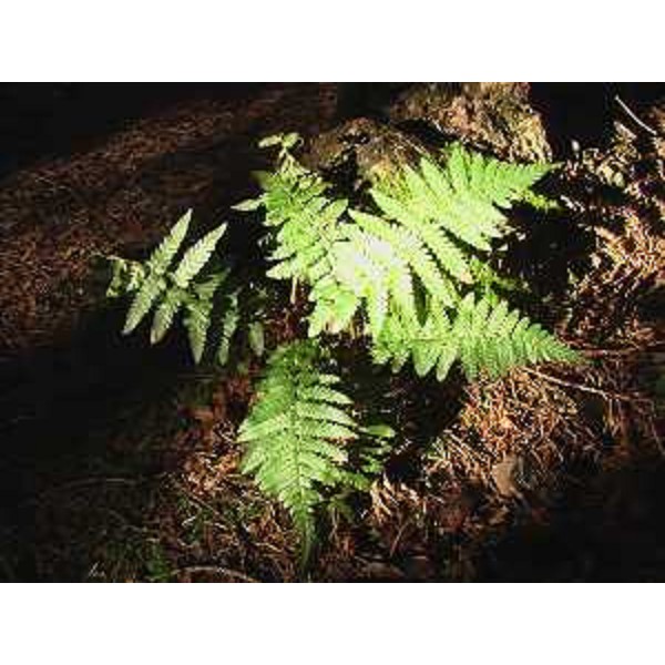 Polystichum braunii in luce nel bosco. Foto: Archivio del Corpo forestale regionale - Marco Pradella