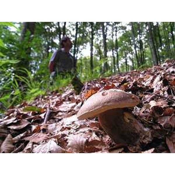 Porcino (Boletus edulis) in faggeta e ispettore forestale. Foto: Archivio del Corpo forestale regionale - Marco Pradella 
